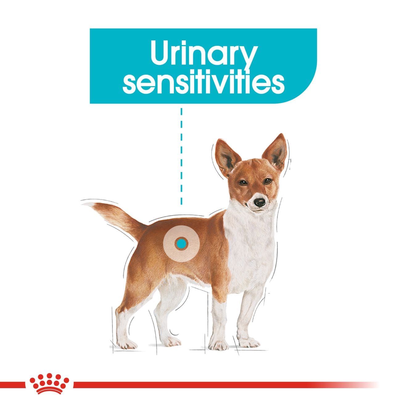 Royal Canin Urinary Care Wet Dog Food Loaf in Sauce for Adult Dogs, 85g