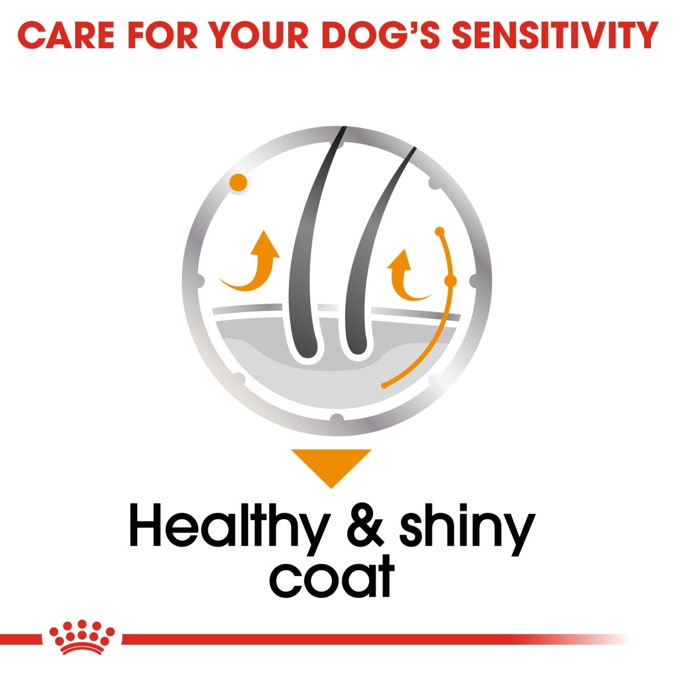 Royal Canin Coat Care Wet Dog Food Loaf in Sauce for Adult Dogs, 85g