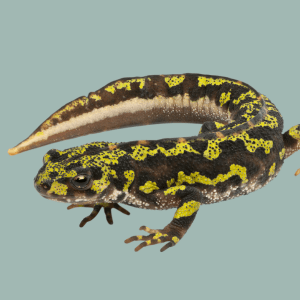 Reptile