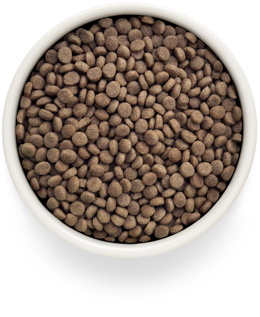 Grandorf Vet Fish Dermatosis Dry Cat Food for Adult Cats, 400g