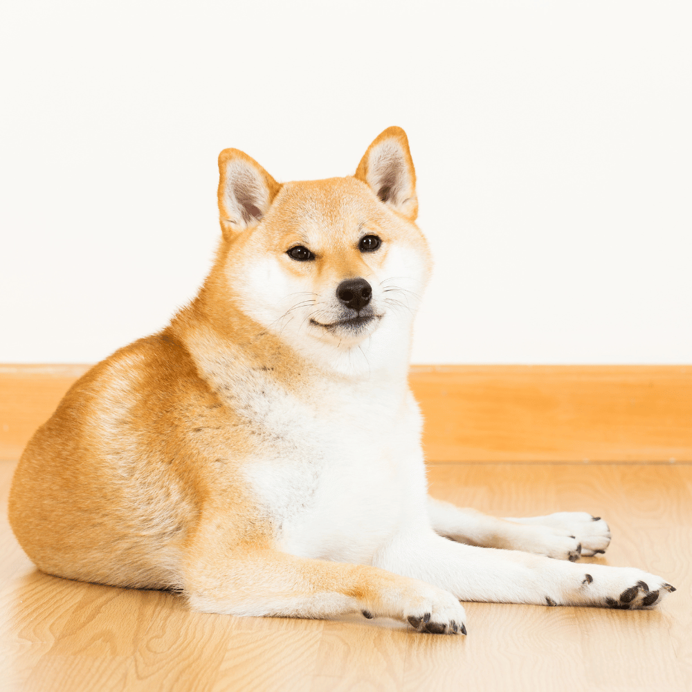 CocoPet