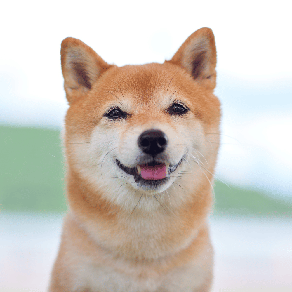CocoPet