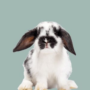 Small Pet