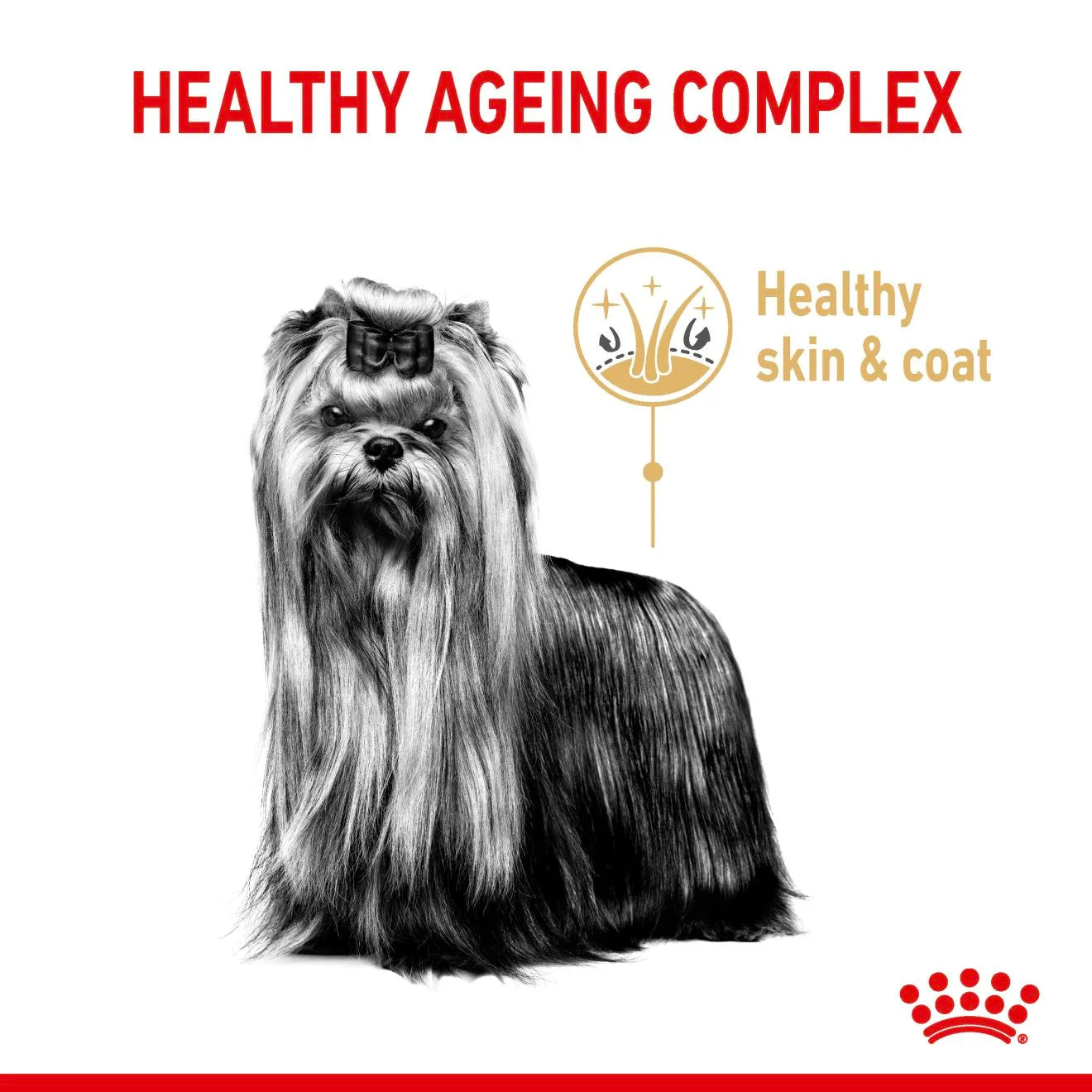 Royal Canin Dry Dog Food for 8+ Senior Yorkshire Terriers, 1.5kg