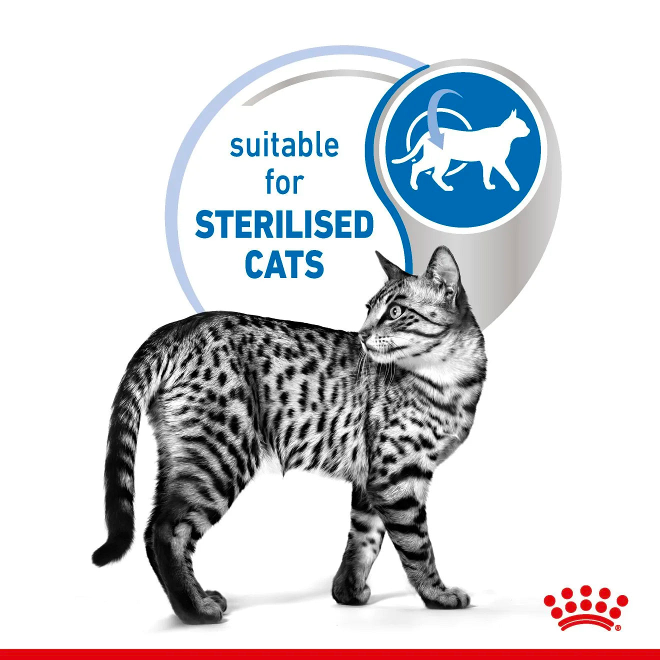 Royal Canin Indoor Sterilised Wet Cat Food Morsels in Jelly for Adult Cats, 85g