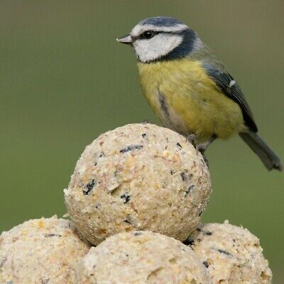 Hadley Fat Balls for Wild Birds - Tub of 30
