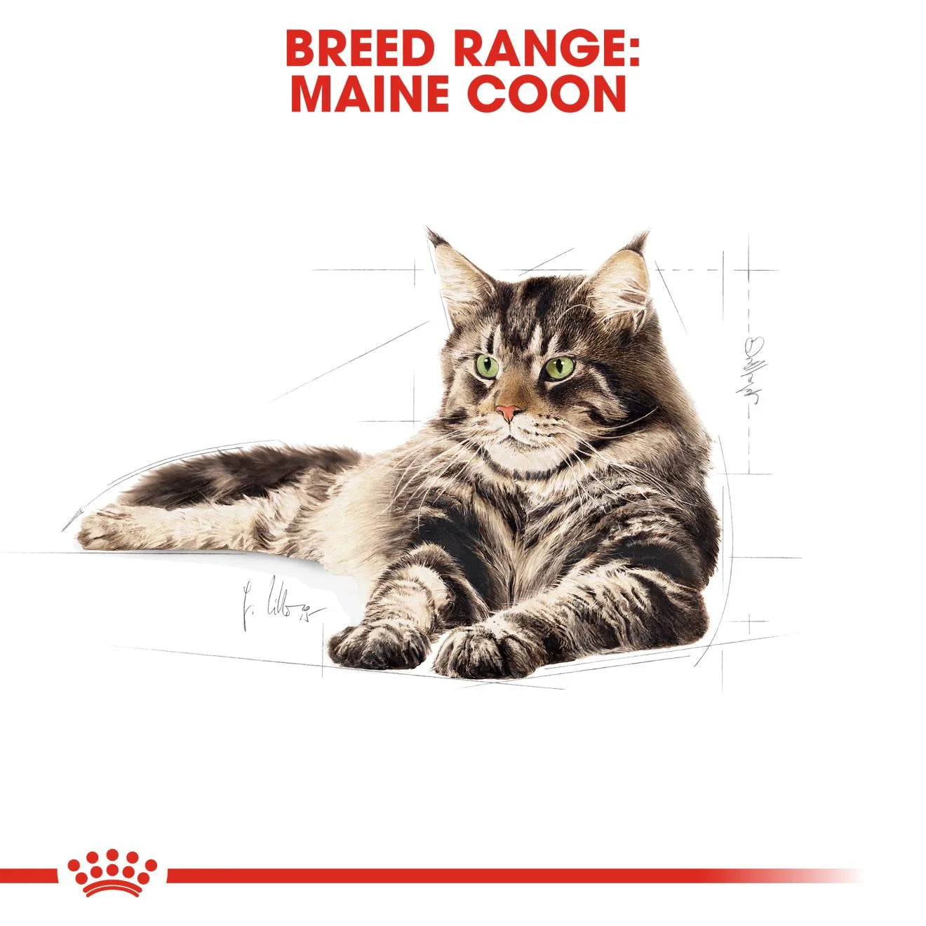Royal Canin Dry Cat Food for Adult Maine Coon Cats