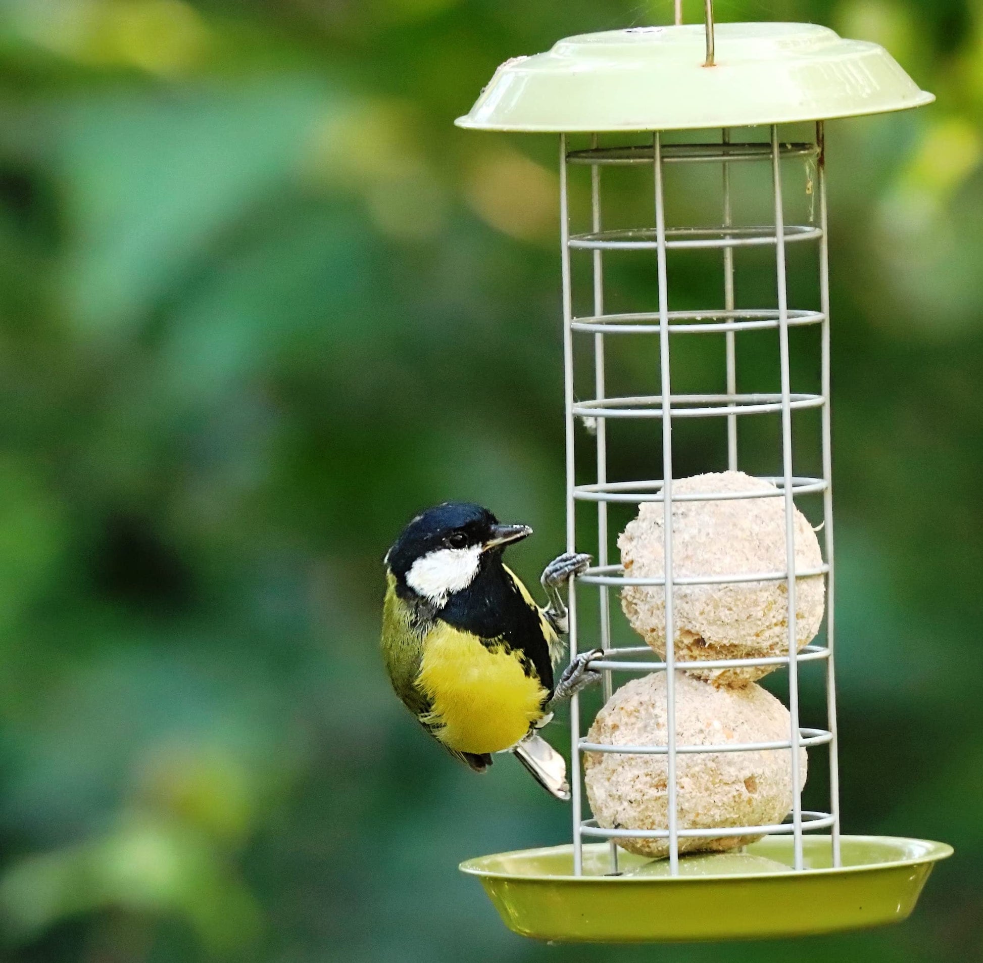 Hadley Fat Balls for Wild Birds - Tub of 30