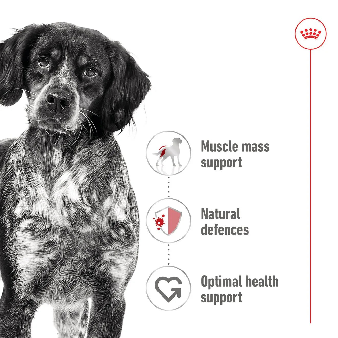 Royal Canin Wet Dog Food in Loaf for Medium Breed Adult Dogs, 410g