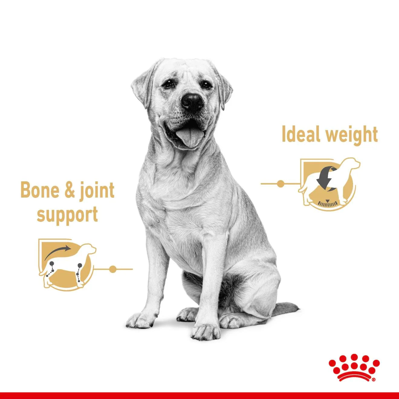 Royal Canin Wet Dog Food Chunks In Gravy for Adult Labrador Retrievers, 140g