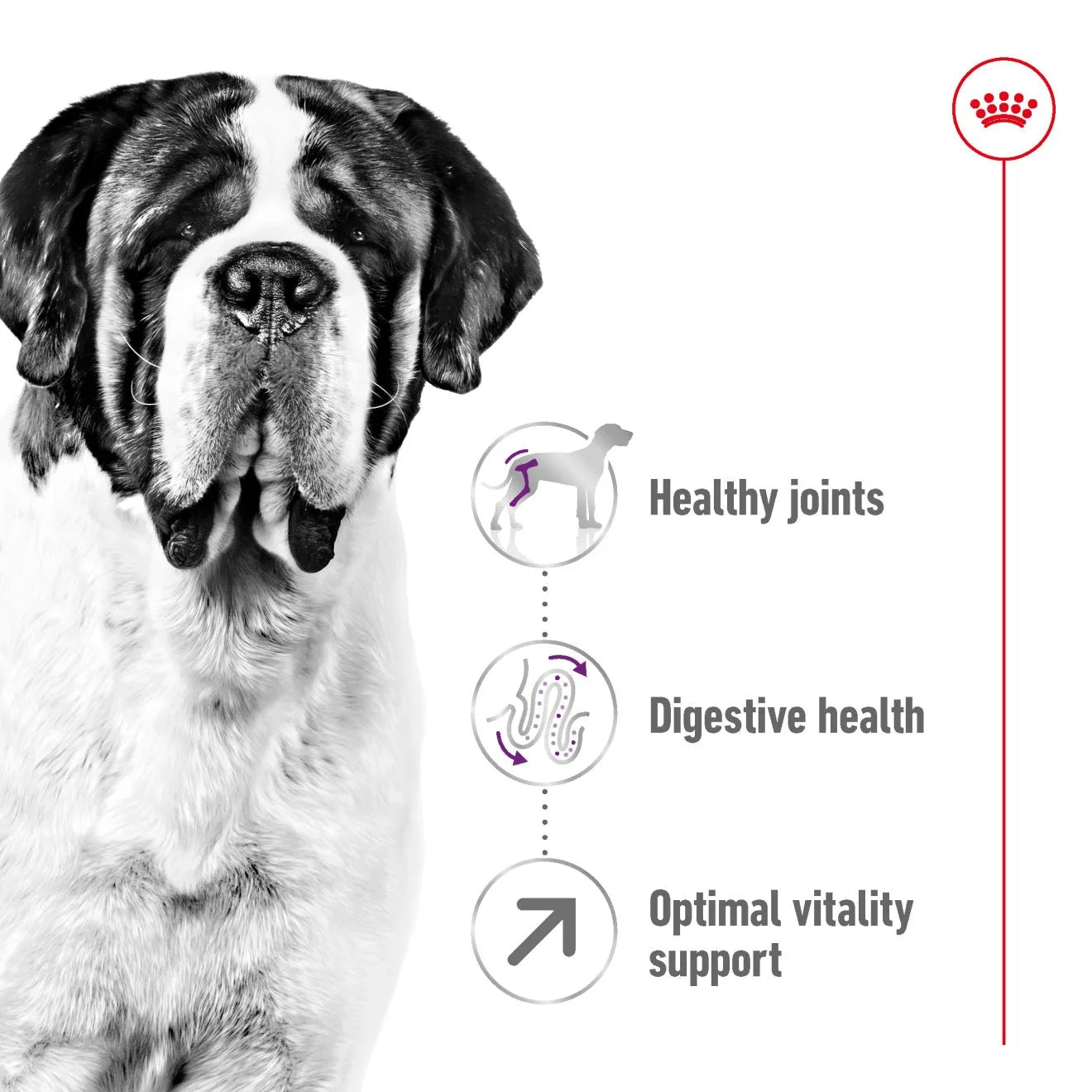 Royal Canin Dry Dog Food for Extra Large Breed Adult Dogs, 15kg
