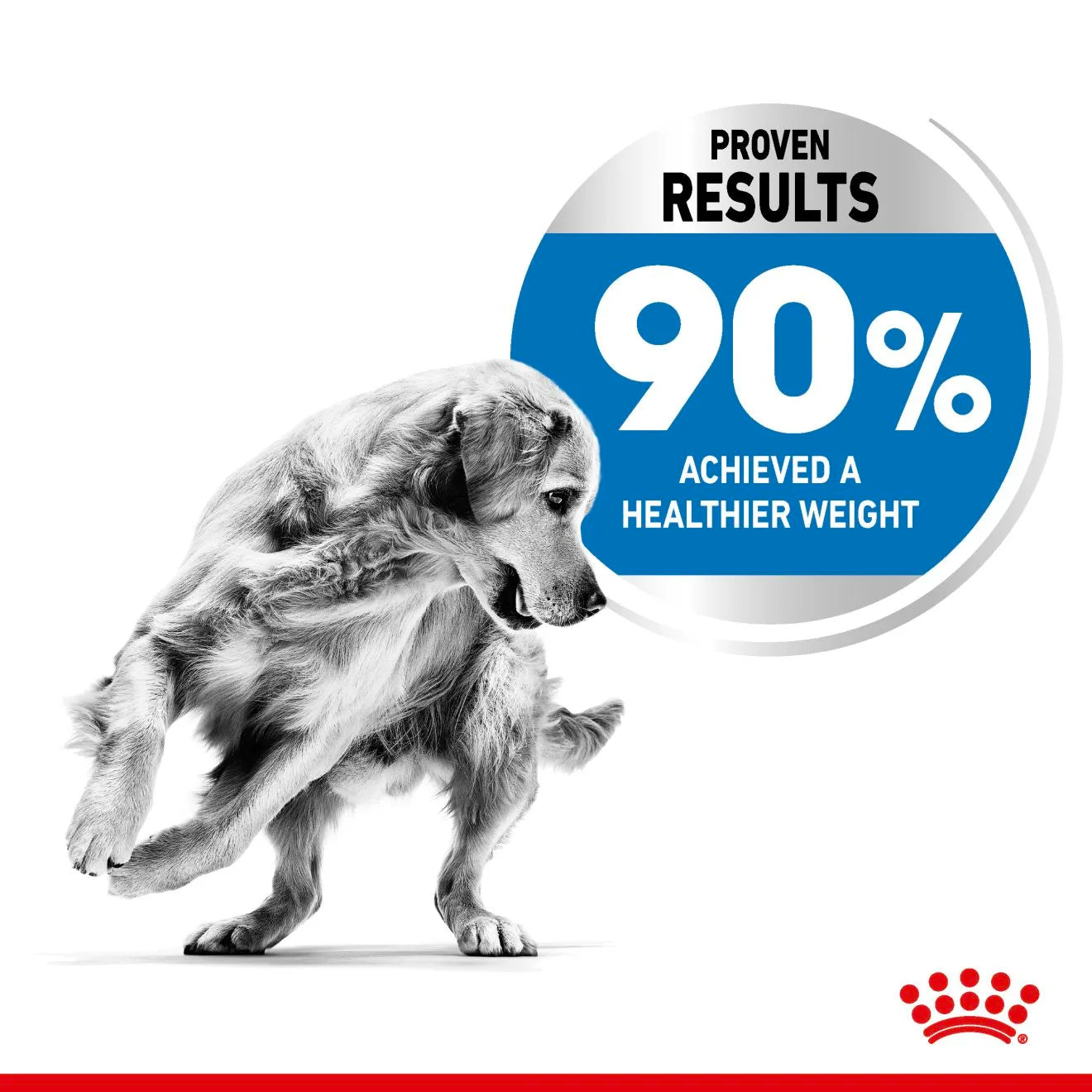 Royal Canin Light Weight Care Dry Dog Food for Large Breed Adult Dogs, 12kg