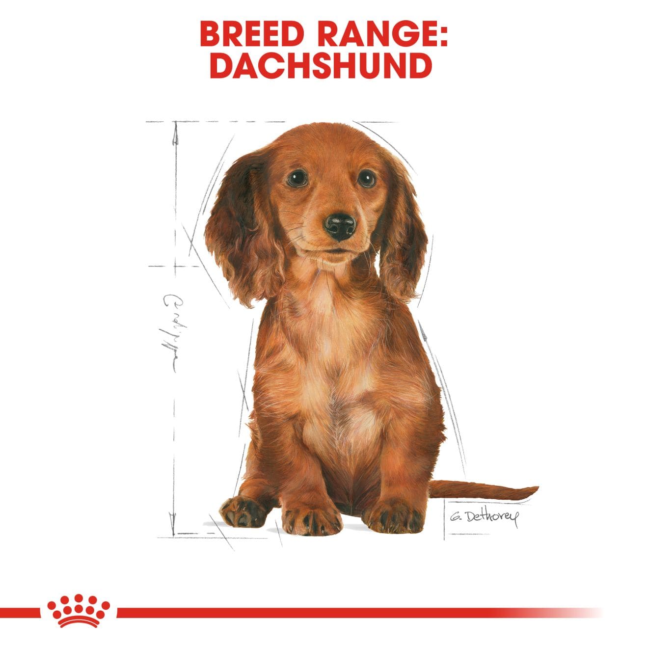 Royal Canin Dry Dog Food for Dachshund Puppies, 1.5kg
