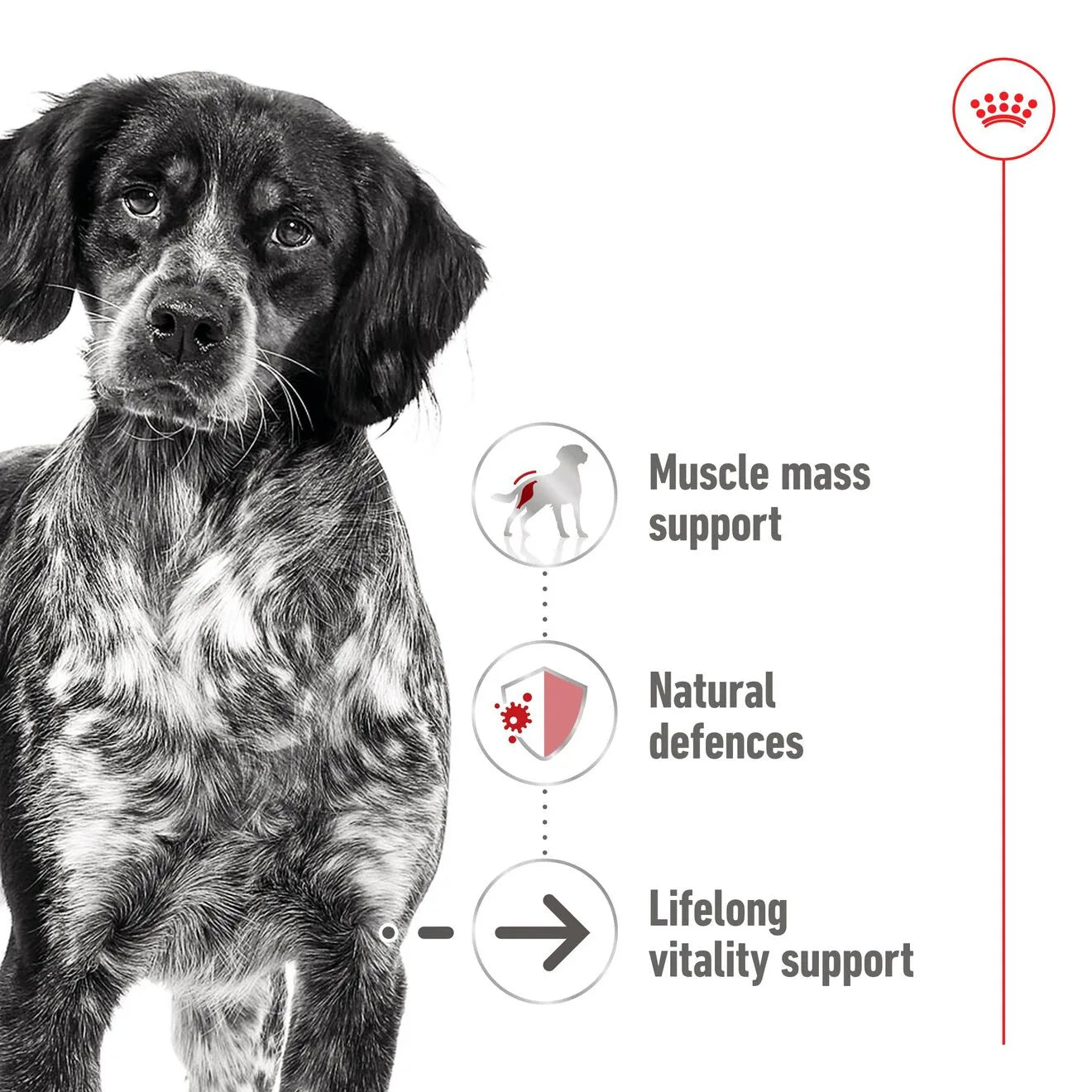 Royal Canin Ageing 7+ Wet Dog Food in Loaf for Medium Breed Senior Dogs, 410g