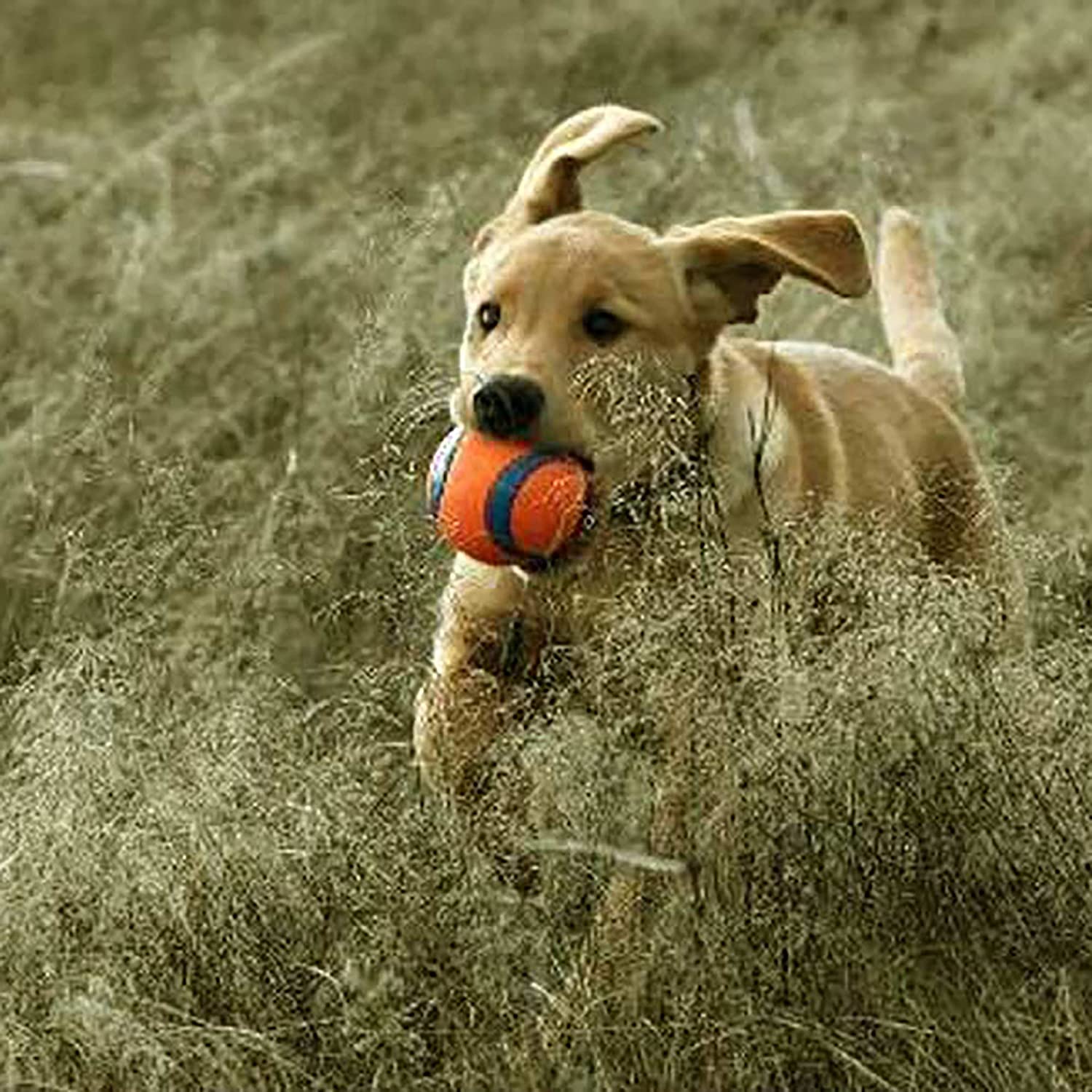 Chuckit Ultra Ball High Bounce Rubber Dog Ball, 2 Medium Balls