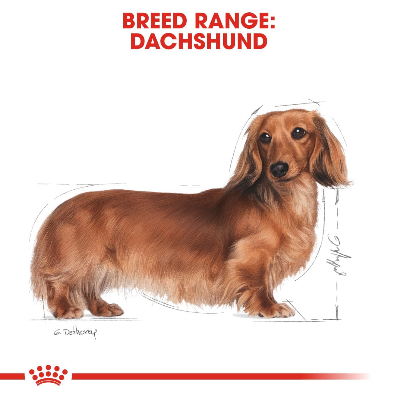 Royal Canin Wet Dog Food In Loaf for Adult Dachshunds, 85g