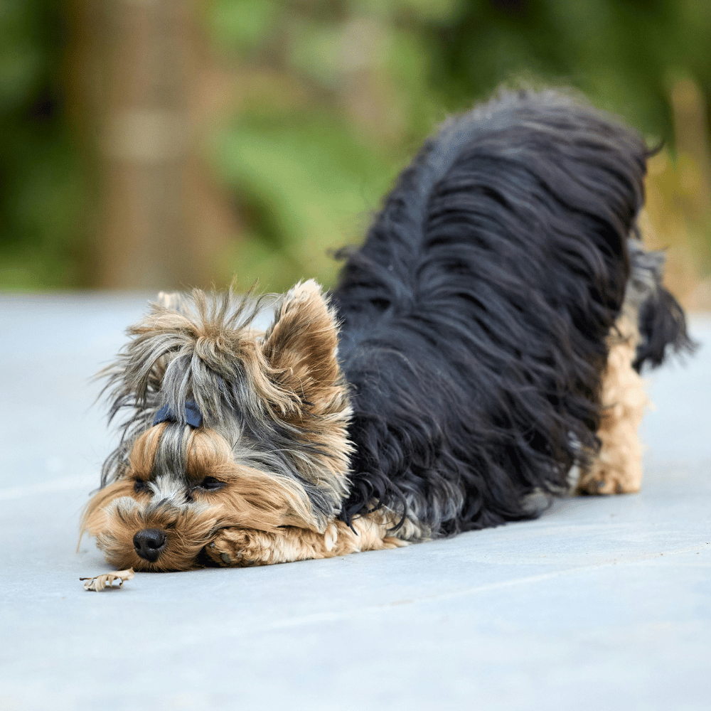 A small Yorkshire Terrier dog lying on a light gray paved surface outdoors, with a blurred green and brown natural background. 