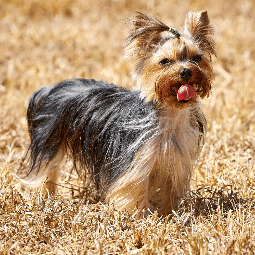 A small Yorkshire Terrier