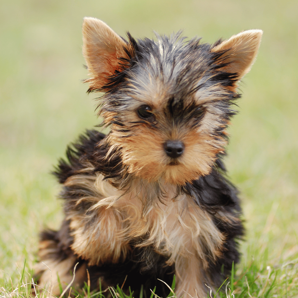 A small Yorkshire terrier puppy with black, tan, and cream fur sitting on green grass.