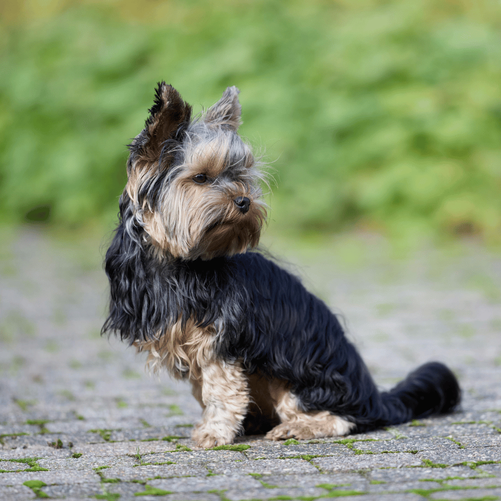A small black and tan yorkshire terrier sitting on a paved path outdoors with a blurred green background.